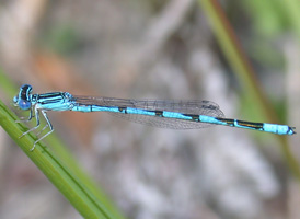 Double-striped Bluet